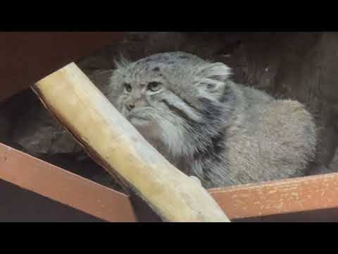 またね👋クリョンくん　マヌルネコ　上野動物園にて　2026年2月6日