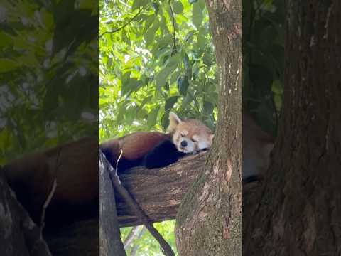 shorts ココロくん 気持ち良さそう〜☺️ レッサーパンダ　埼玉県こども動物自然公園にて　2026年5月30日