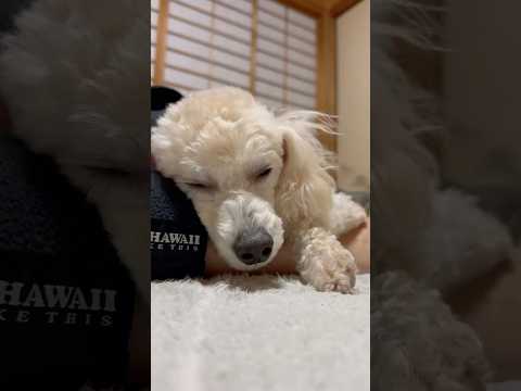 shorts 眠い💤💤💤タローちゃん　トイプードル　2026年1月19日 サムネイル