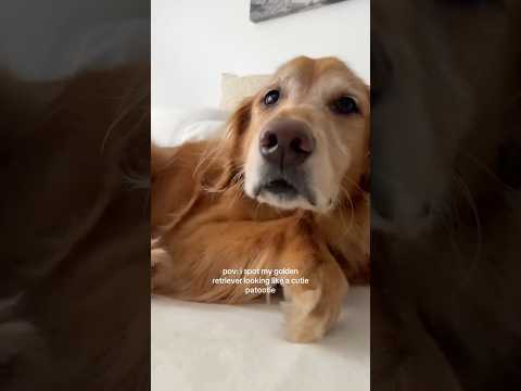 coming home to my golden retriever❤️india retreiver dog pup… サムネイル