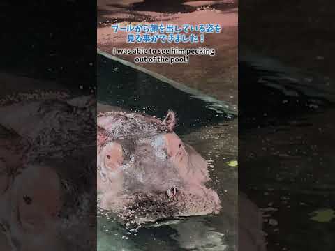【旭山動物園】きりん舎🦒かば館🦛[Asahiyama Zoo] Giraffe House 🦒 Hippopotamu… サムネイル