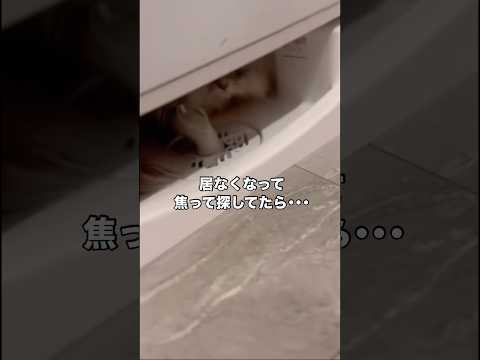 洗濯機の下に入れるくらい実はスマート☺️ ペルシャ猫 ブルーチンチラゴールデン 洗濯機 ねこ サムネイル