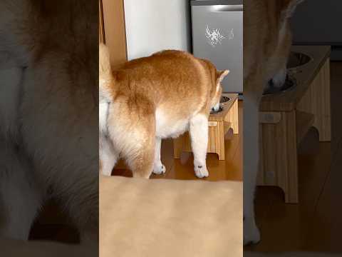 柴犬福 姉を散々舐めたあとにお口直しする失礼な柴犬🤣Sister and Shiba🤣姉と柴 shorts japan… サムネイル