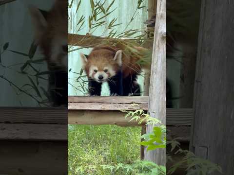 shorts カツカツカツ🐾っとタイヨウくん　レッサーパンダ　千葉市動物公園にて　2026年5月9日