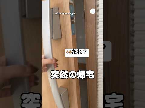 突然の帰宅に、大喜びする保護犬　保護犬　犬　かわいい犬 犬のいる暮らし かわいい犬 サムネイル