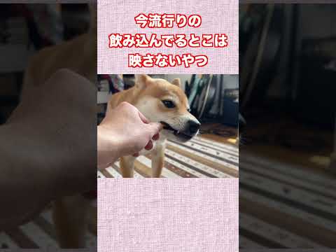 今流行りのやつ 神戸 柴犬 shiba shibainu 癒し