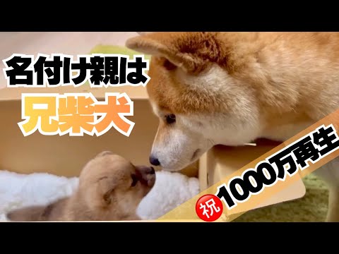 子犬の名前を決めた柴犬、その子犬は名前の通り育つ。 サムネイル