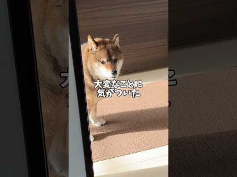 柴犬は朝イチで駆けた！友のために？ サムネイル
