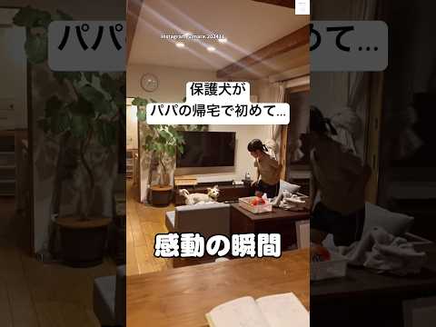 保護犬が初めてパパの帰宅でしっぽを振った日　　保護犬　犬　犬のいる暮らし かわいい かわいい犬 サムネイル