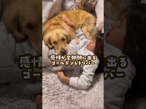 感情が全部顔に出るゴールデンレトリバー ゴールデンレトリバー 大型犬のいる生活 goldenretreiver