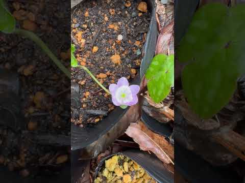 shorts 雪割草が咲きました♪ 2026年4月10日 サムネイル