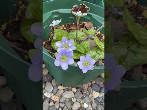 shorts 雪割草が咲きました〜 サムネイル