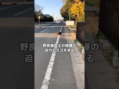 猫が道のど真ん中にいて、何してるのかと思ったら激しい喧嘩に発展 野良猫 茶トラ 黒猫 shorts