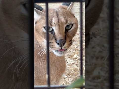 shorts 美しいジナちゃん　カラカル　ごかつら池どうぶつパーク　2026年1月24日 サムネイル