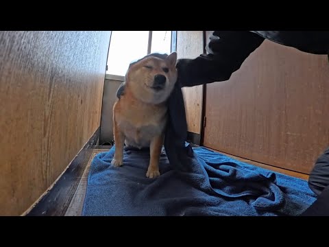 またたく間に頭に雪が積もる位ふってきたので廊下に仮説した足拭き場で拭き拭き サムネイル