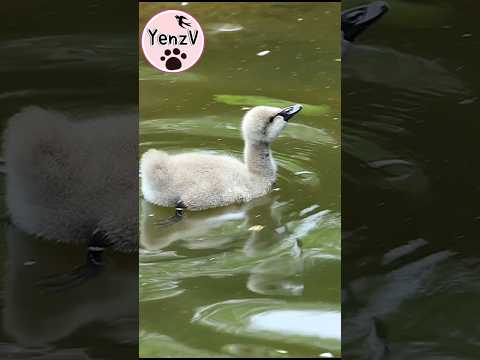 黑天鵝寶寶可愛叫聲「啊」baby black swan cuteanimals taipeizoo 台北市立動物園 c… サムネイル