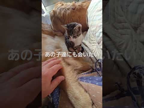 クリスマスを終えて毎年思う事と今日のキビッチャン 子猫とゴールデンレトリバービスとイロハcatgoldenretrie… サムネイル