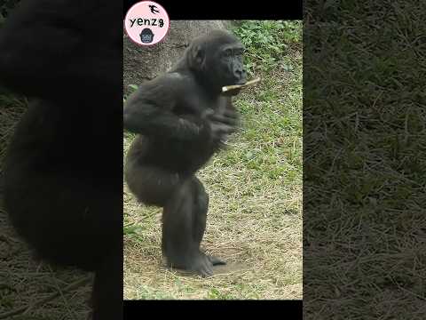 Ringo跳拍胸舞,可愛後滾翻 gorilla gorillatag taipeizoo 金剛猩猩 台北市立動物園 サムネイル