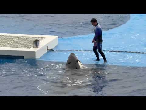 ランちゃん クルクルからの〜ステージオン！　須磨シーワールドにて　2025年12月25日 サムネイル