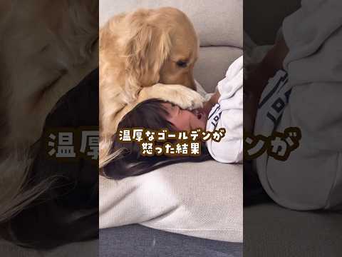 温厚なゴールデンが怒った結果 ゴールデンレトリバー 大型犬のいる生活 goldenretreiver サムネイル