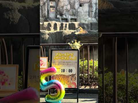 shorts アムールトラ🐯のサーシャちゃん　浜松市動物園　　2026年2月14日　IMG 8346 サムネイル