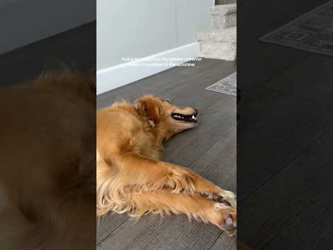 coming home to my golden retriever🤍#goldenretreivers #dog #… サムネイル