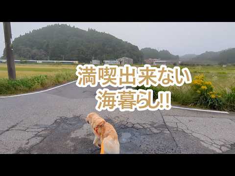 うーん満喫できない海暮らし。ゴールデンレトリバーティト サムネイル