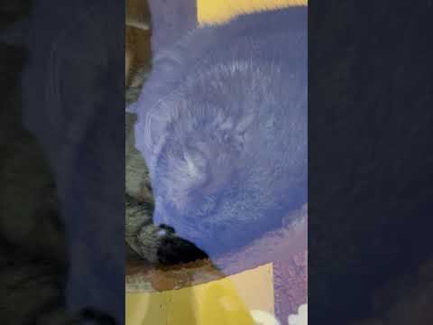 shorts ちょっと頭の位置を微調整したロータスくん😅　マヌルネコ　埼玉県こども動物自然公園にて　2026年5月31日 サムネイル
