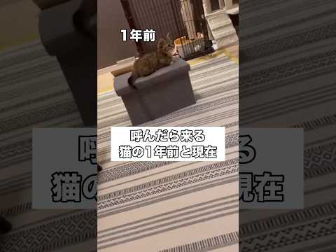 呼んだら来る猫の1年前と現在を比較してみたら･･･ マンチカン スコティッシュフォールド 短足マンチカン shorts