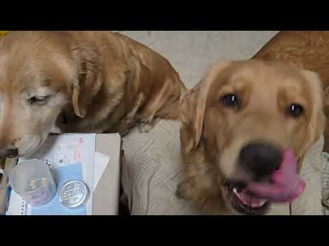 買い物中に車で留守番したご褒美に安くて美味しいたこ焼き サムネイル