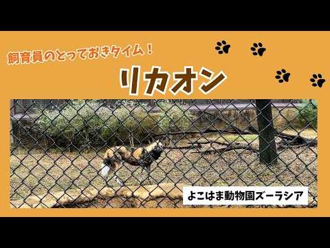 【よこはま動物園ズーラシア】リカオン🐕飼育員のとっておきタイム！ サムネイル