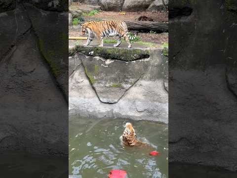 shorts ローラもおいでよ〜っとしきりに声を掛けてそうなソーンさん　アムールトラ　浜松市動物園にて　2026年4月… サムネイル