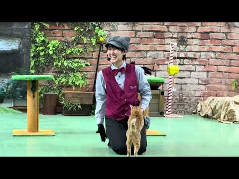 ミヤコちゃん教えて☺️ なかなか見れない猫によるショー ザ・キャッツ　那須どうぶつ王国にて　2025年1月12日 サムネイル