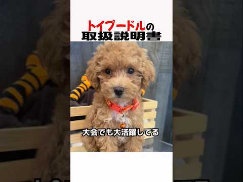 トイプードルの取扱説明書　トイプードル トイプードル生活 犬のいる暮らし 犬動画 犬好きさんと繋がりたい 元気お届け サムネイル