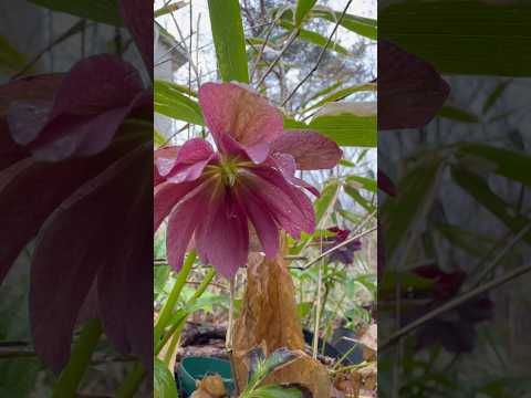 shorts クリスマスローズが咲きました〜　2026年4月10日 サムネイル