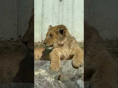 shorts アース→アル→シルク→ベガ→デン(たぶん) ライオンファミリー　のんほいパークにて　2026年2月13日 サムネイル