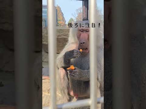 欲張るからだよ…東武動物公園マントヒヒおもしろ動物 サムネイル