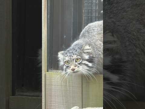 shorts お外に冒険だ❣️オトちゃん　マヌルネコ　埼玉県こども動物自然公園　2026年3月6日