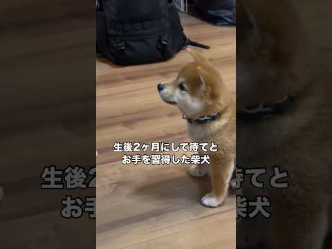 この世に生を受けて僅か2ヶ月にも関わらずお手と待てができてしまう天才柴犬 柴犬 子犬 柴犬のいる暮らし shorts サムネイル