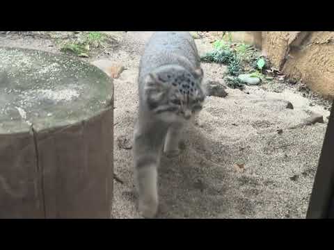 閉園間近のナゴムくん　マヌルネコ　那須どうぶつ王国　IMG 4082 サムネイル