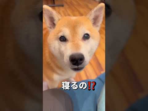 マイペースなやつら🐶🐶#柴犬 #チワワ #shorts サムネイル