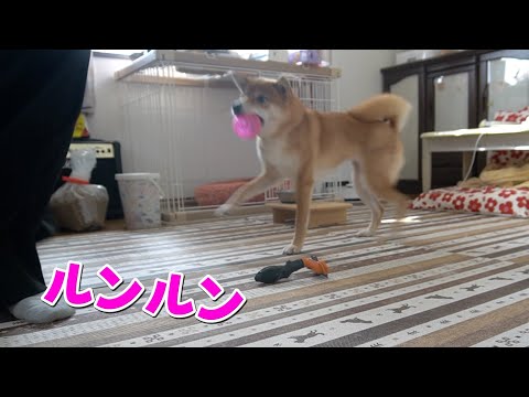 【ルンルン】ご機嫌だとスキップするように歩く柴犬　小夏　ブラッシング サムネイル