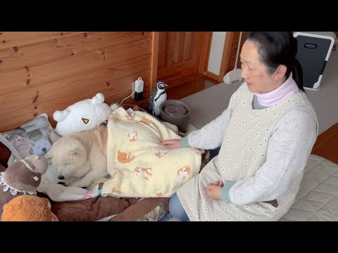 いつも元気な母が寝込んでしまった日、心配そうに母を思いやる柴犬 サムネイル