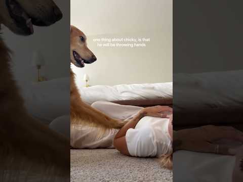coming home to my golden retriever❤️india retreiver dog pup… サムネイル