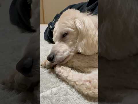 shorts 眠い💤💤💤タローちゃん　トイプードル　2026年1月19日