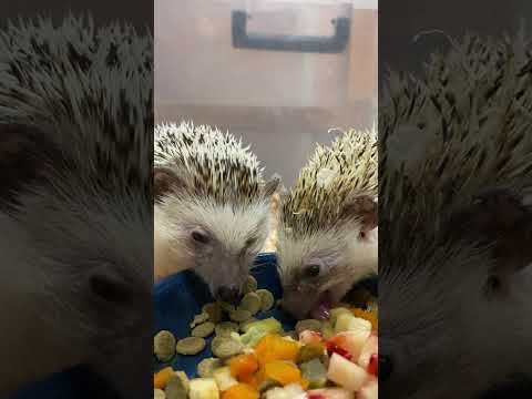 ハリネズミごはんに春らしくイチゴをトッピング♫shorts ハリネズミ 動物 サムネイル