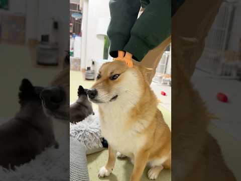 ミニおててが可愛すぎるwww 柴犬 shorts サムネイル
