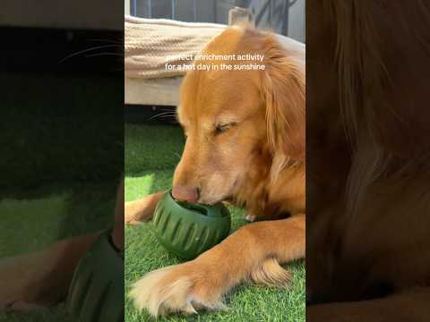 coming home to my golden retriever🥵goldenretreivers dog pup… サムネイル