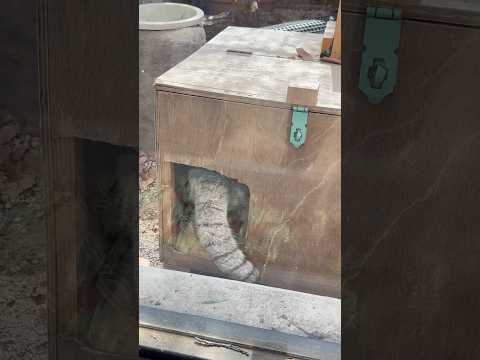 shorts オトお庭の小屋にも入って見ました〜！　マヌルネコ　　埼玉県こども動物自然公園にて　2026年3月7日 サムネイル