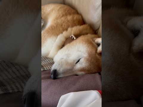 柴犬福 ソファで爆睡柴犬🤣Shiba-Sleep🤣#shorts #funny #funnydog #dogshort… サムネイル